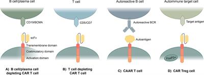 Application of novel CAR technologies to improve treatment of autoimmune disease